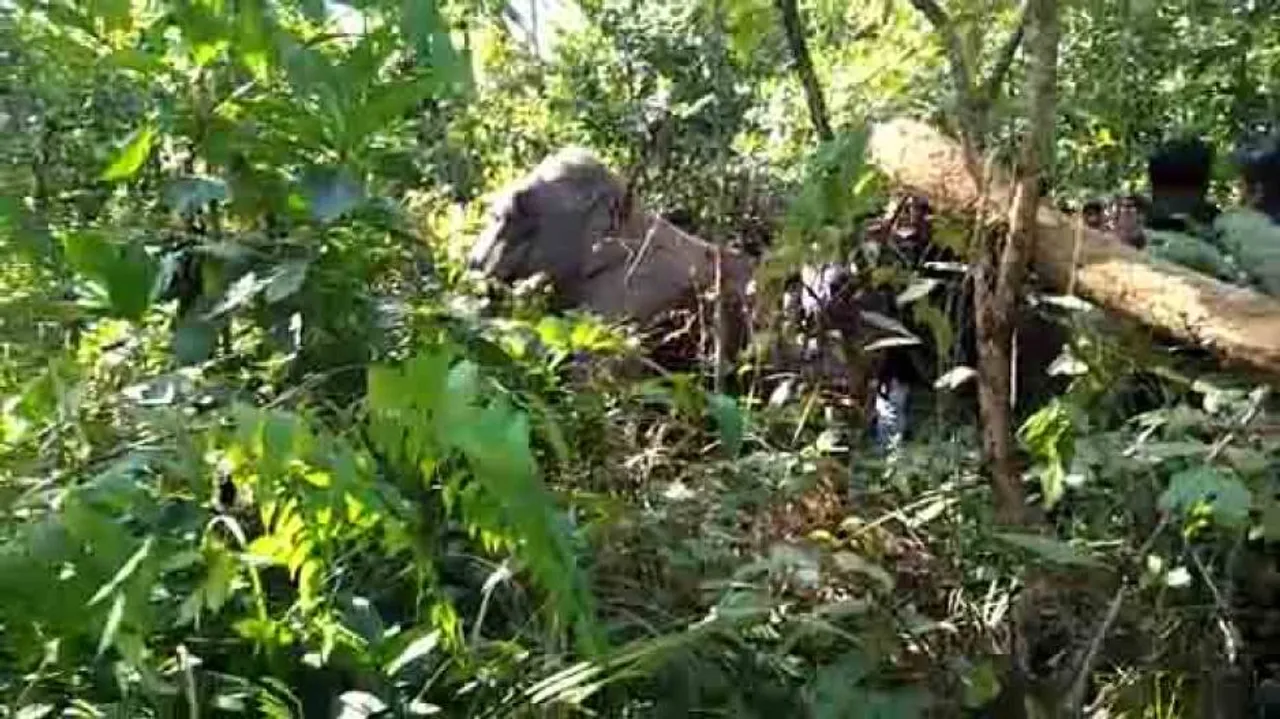 OUAT team starts treatment of ailing tusker in Sambalpur