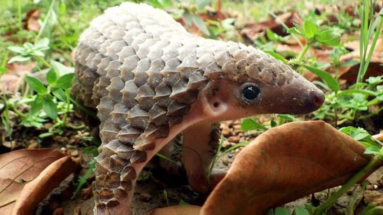 Pangolin smuggling: Odisha Crime Branch to seek Interpol help