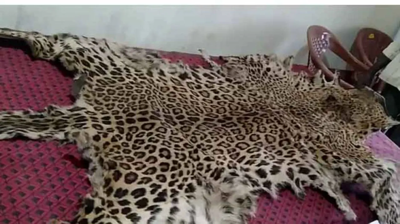 Leopard Skin Smuggling Rears Ugly Head In Odisha