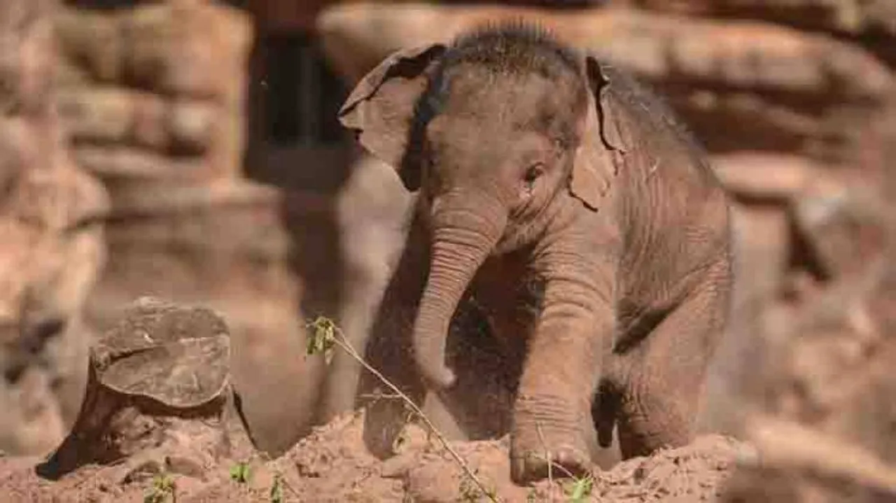 Baby elephant killed in 'stampede'