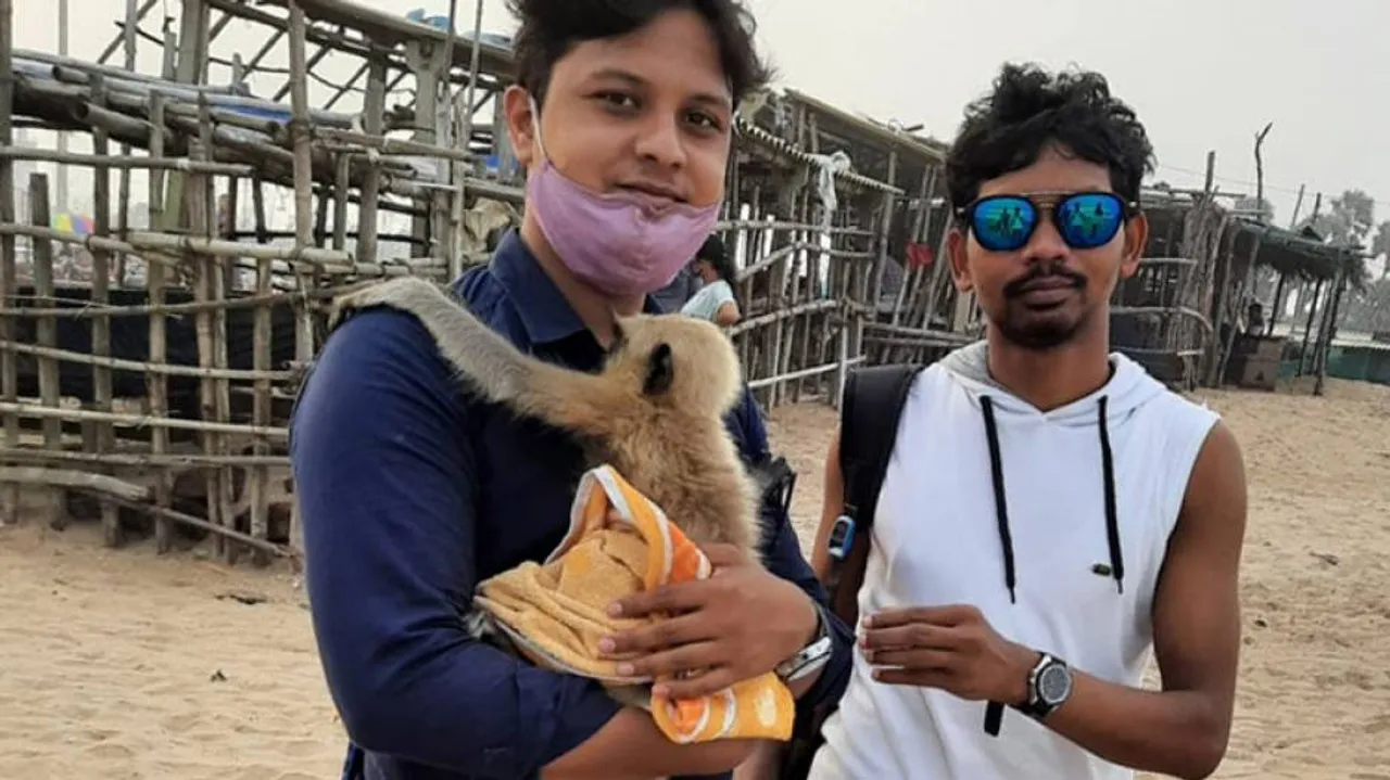 Watch: Dying Baby Monkey Gets New Life, Netizens Thankful