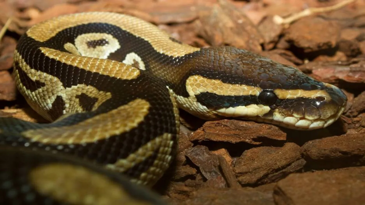 Snake On Sale