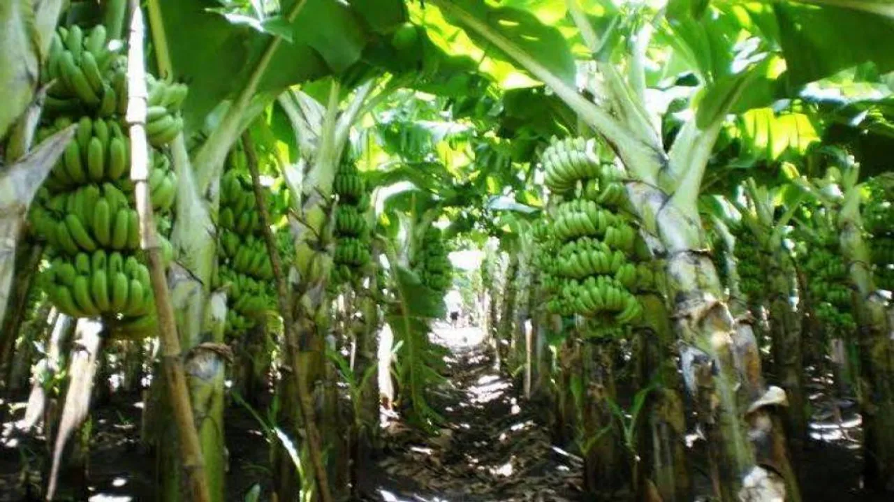 Banana plantation damaged in Odisha by elephants