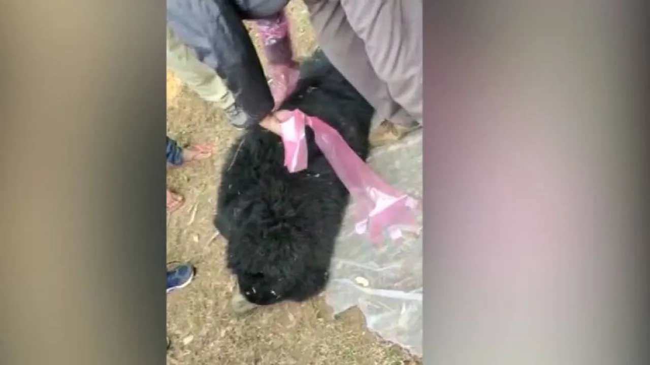 Mother Bear, Cub Run Over In Odisha