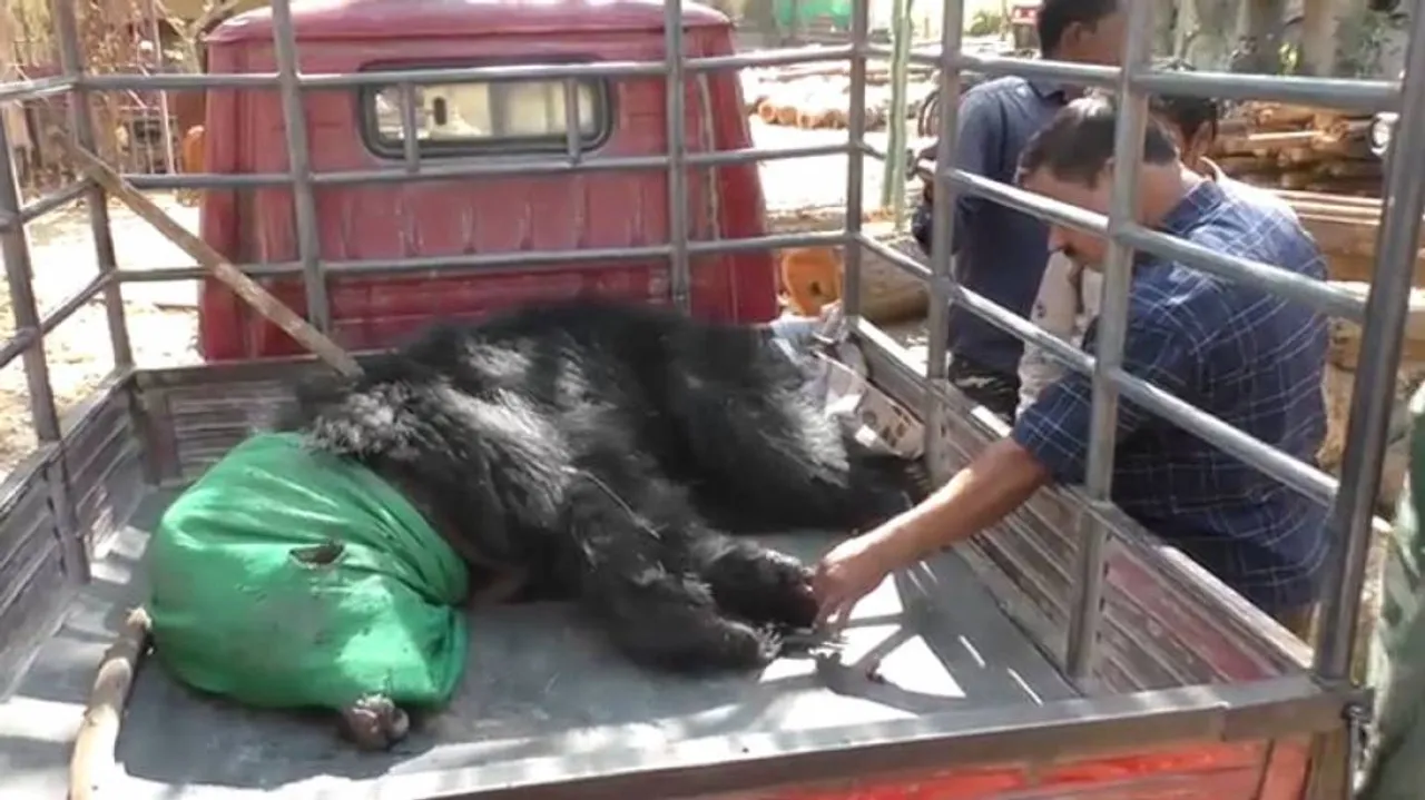 Bear Critical After Being Hit By Unknown Vehicle In Keonjhar