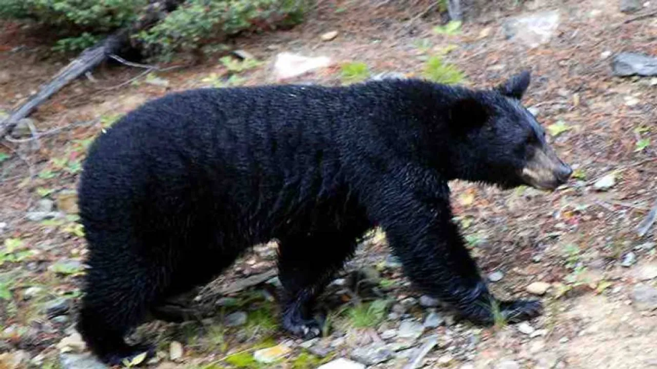 10 injured, 2 critical in bear attack in Nuapada