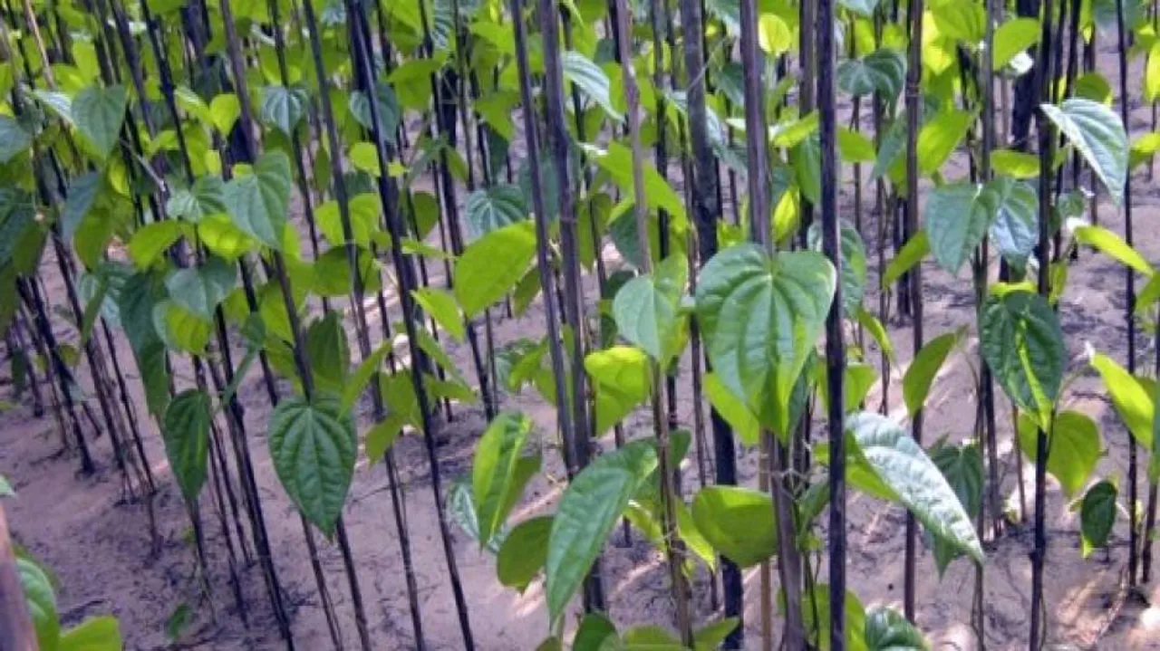 18 villagers booked for reclaiming Posco land