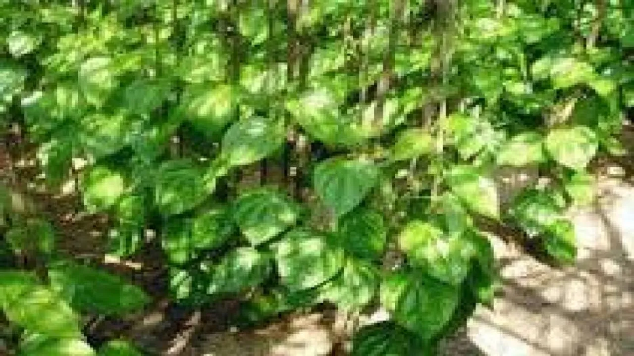 Betel vineyards come up again on ‘Posco’ land