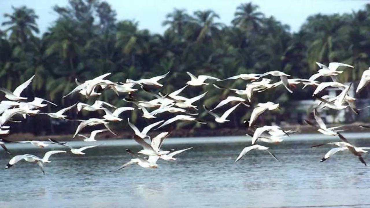 Migratory birds arrive in Bhitarkanika National Park