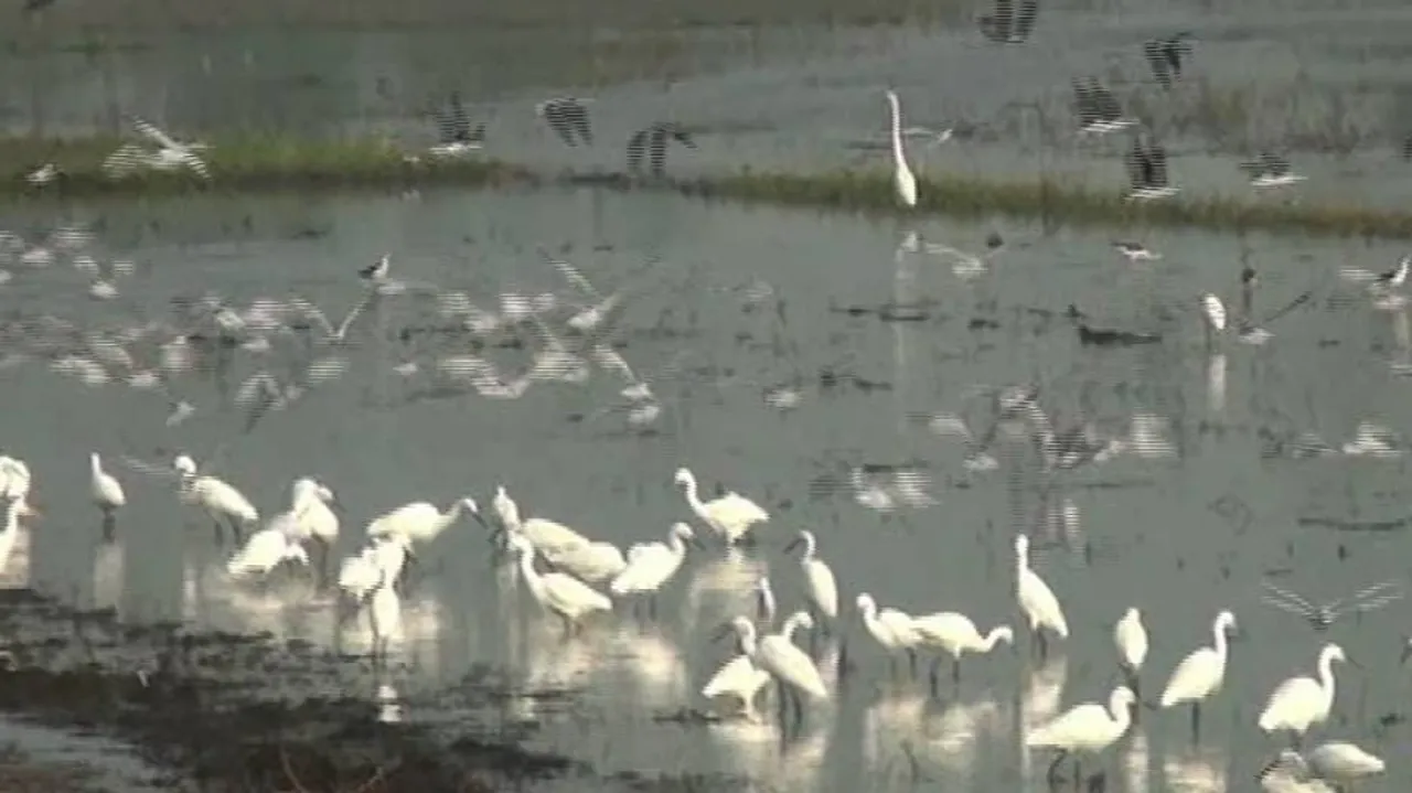 Annual Bird Census Begins In Odisha