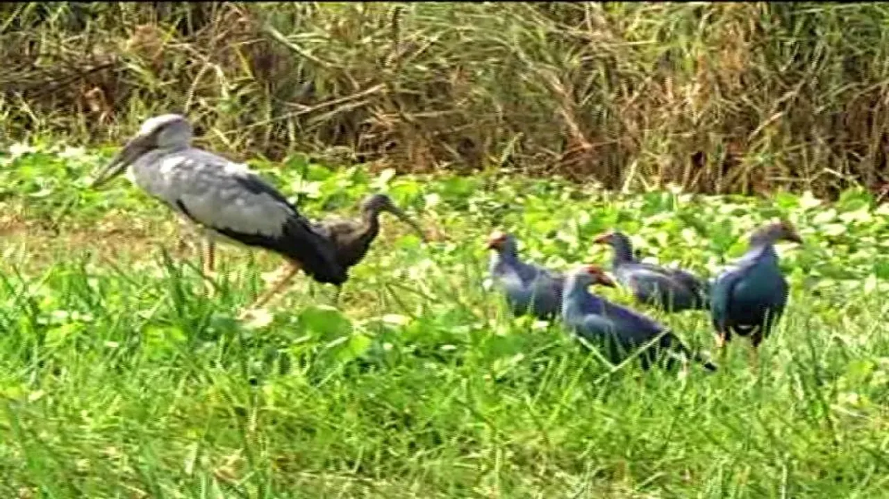 176 species of winged guests throng Chilika Lake this winter
