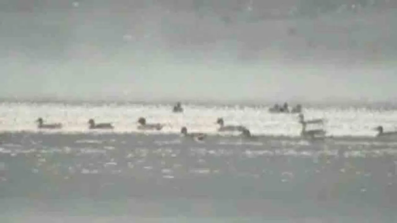 Bird count drops at Kolab reservoir in Koraput
