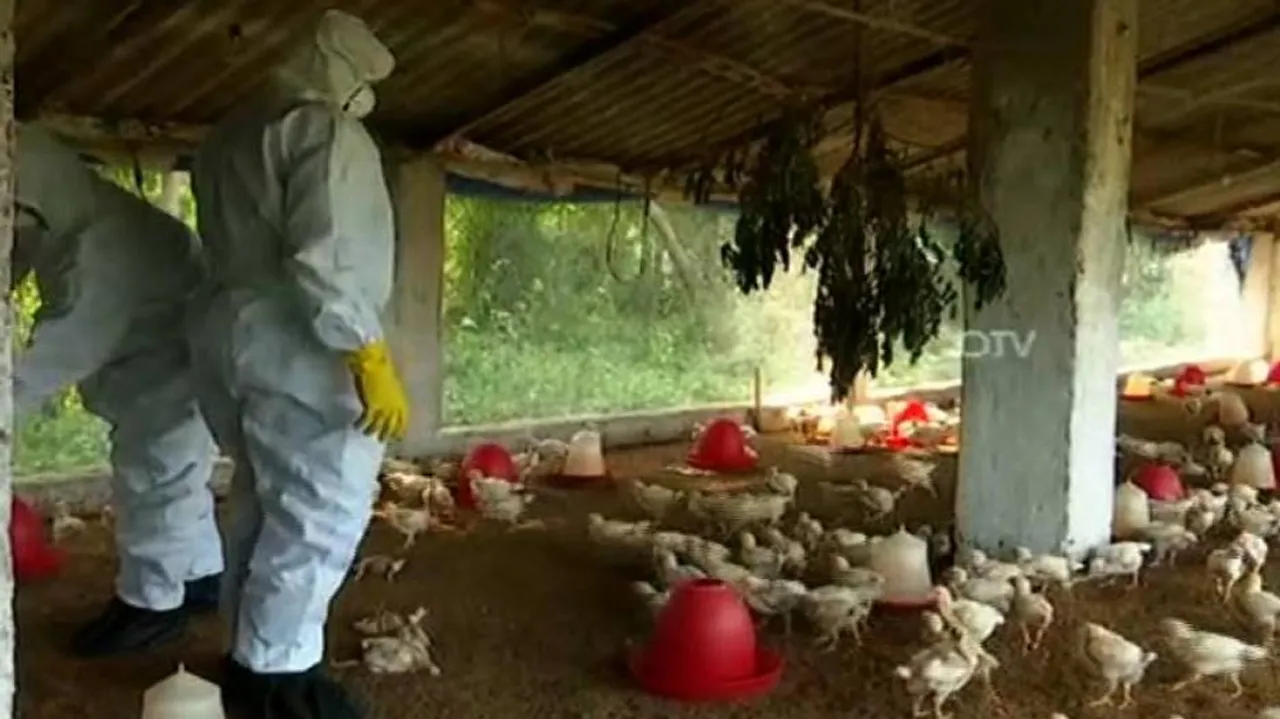 bird-culling