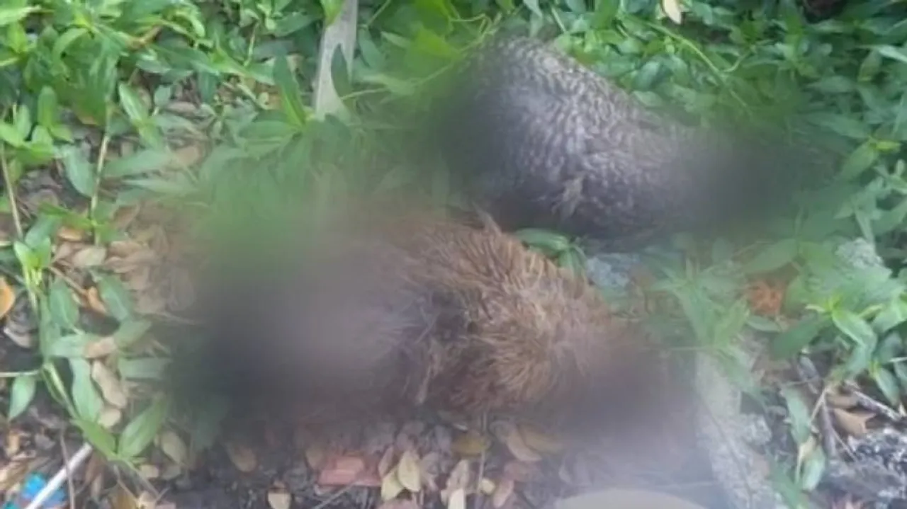 Dead Poultry Found Dumped Near Odisha Town Triggers Bird Flu Scare
