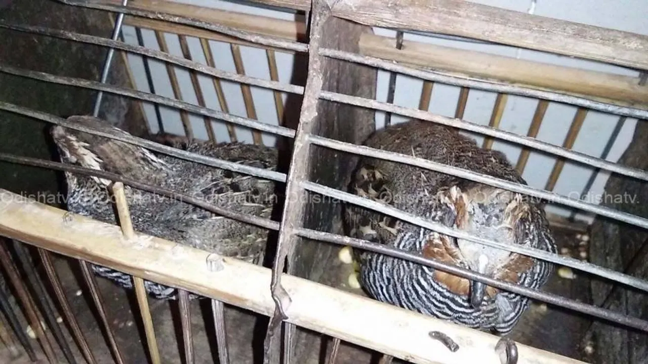 12 rare Mountain quails rescued from bus, 3 arrested