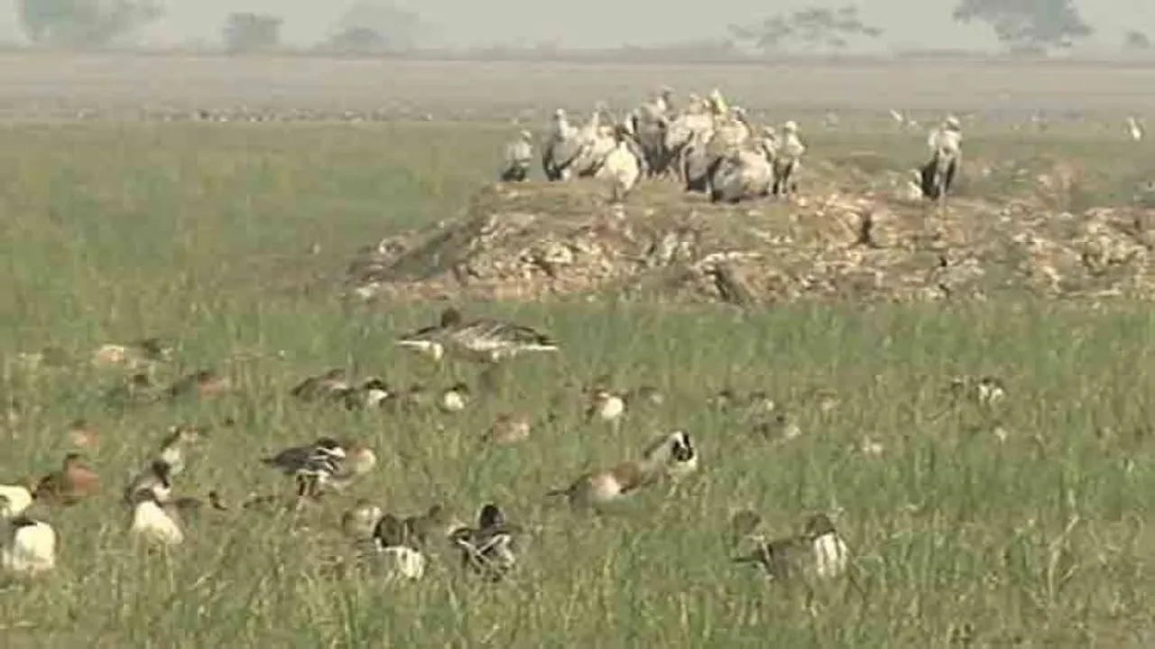 Poacher Arrested, 13 Bird Carcasses Seized In Odisha