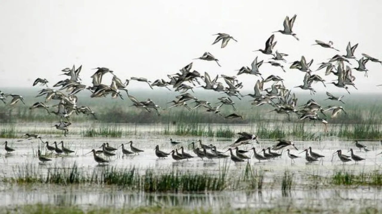 Winged guests flock Chilika