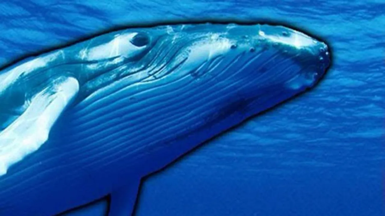 Blue Whale Challenge: DGP asks parents to keep abreast of Internet trends