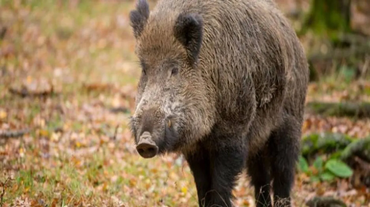 Farmer injured in wild boar attack