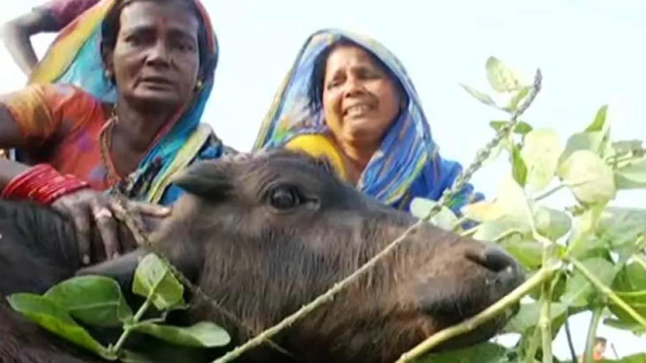 Unabated Buffalo Deaths Trigger Panic Among Livestock Farmers In Kendrapara