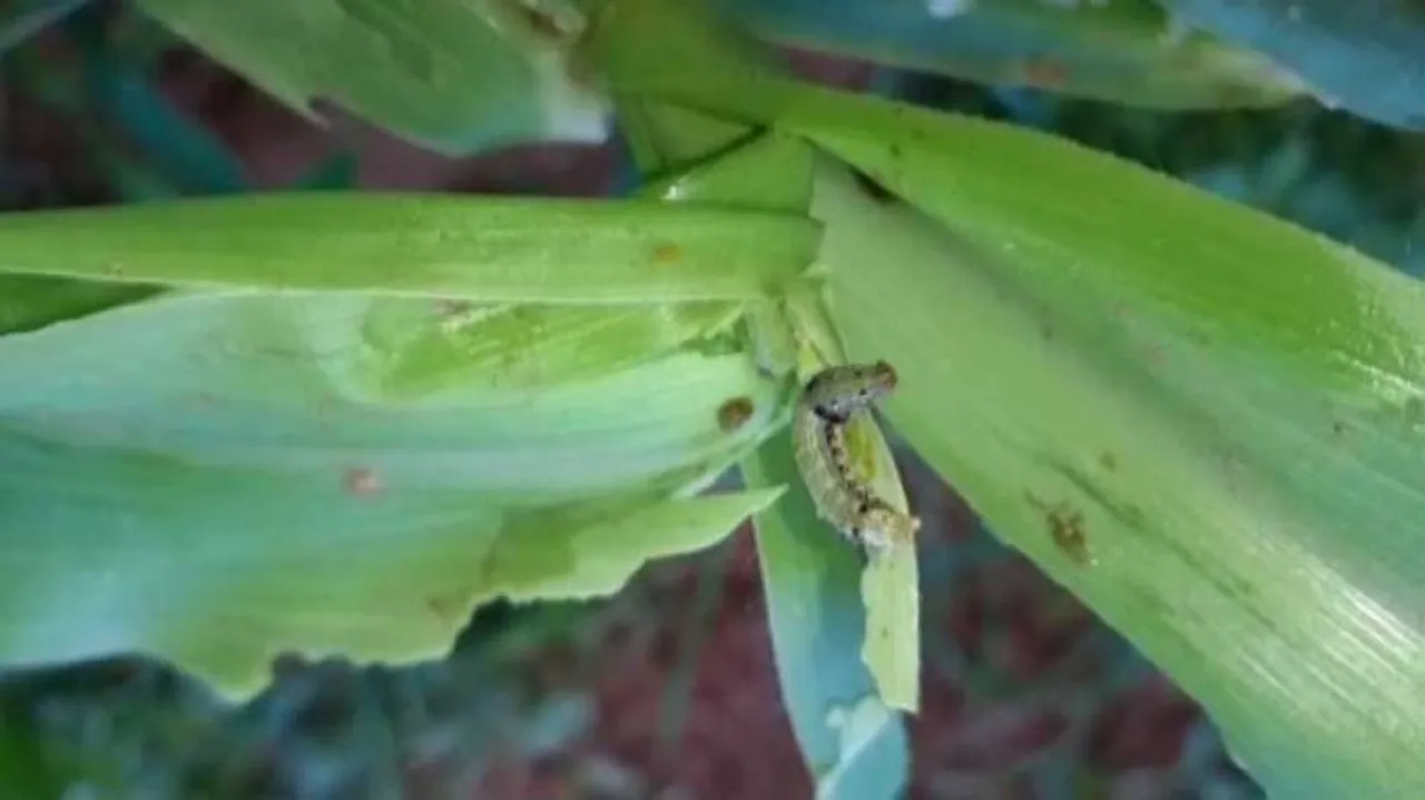 New bug hits crops in Sundergarh