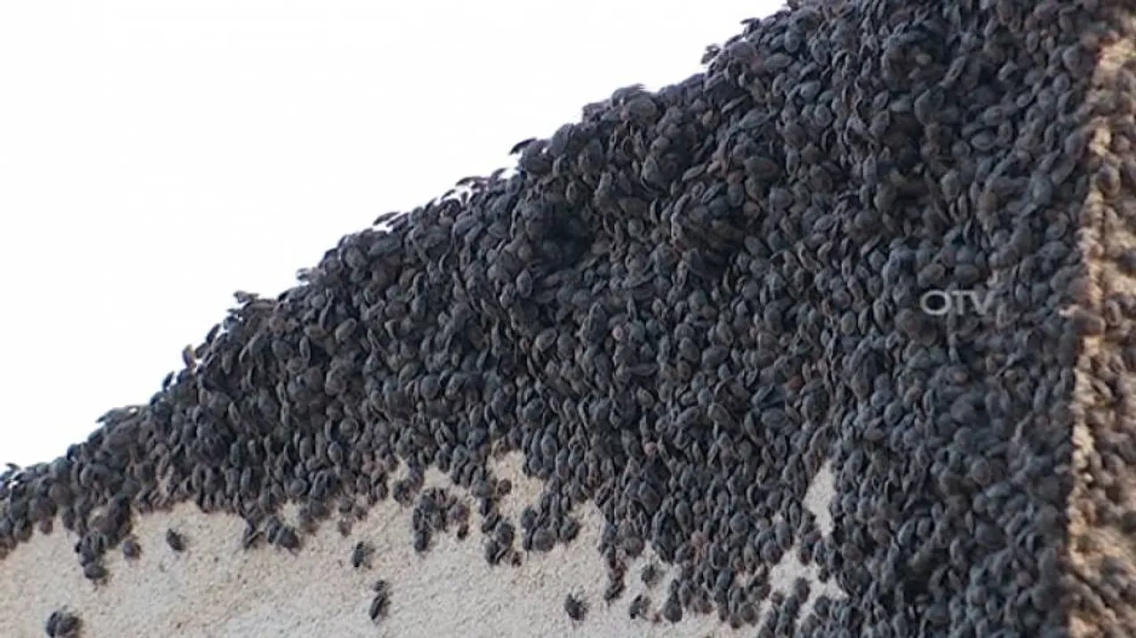 Bug menace in Bhubaneswar: OUAT experts identify problem