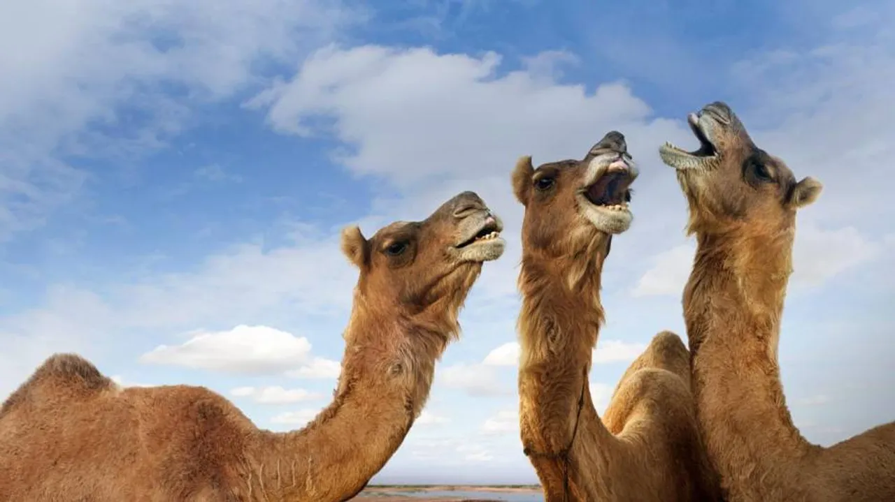 Research reveals genetic history of camels