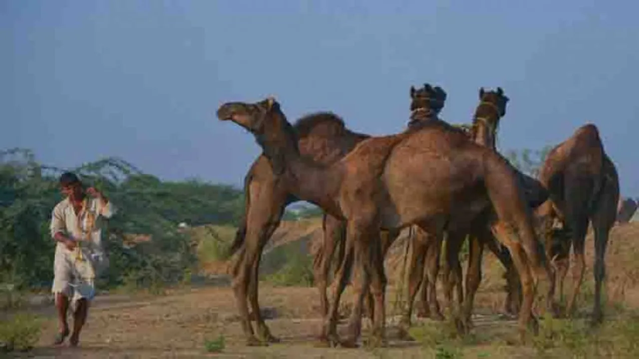 PETA India Rescued 7 Camels From Being Sacrificed On Eid