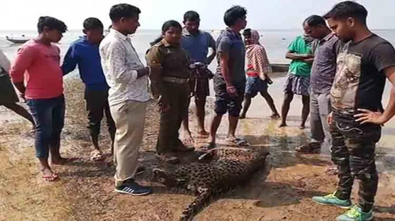 Carcass of a leopard found at Rengali Dam in Angul