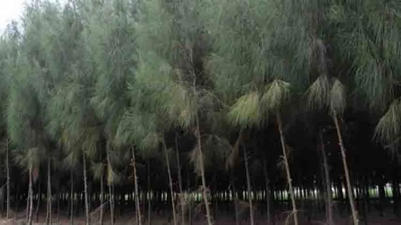 Odisha govt plans to plant cyclone resistant trees in Puri