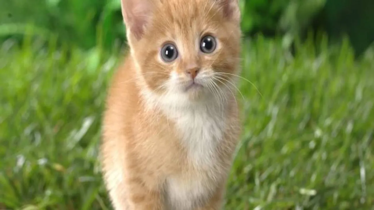 Cats are predatory by nature: Study