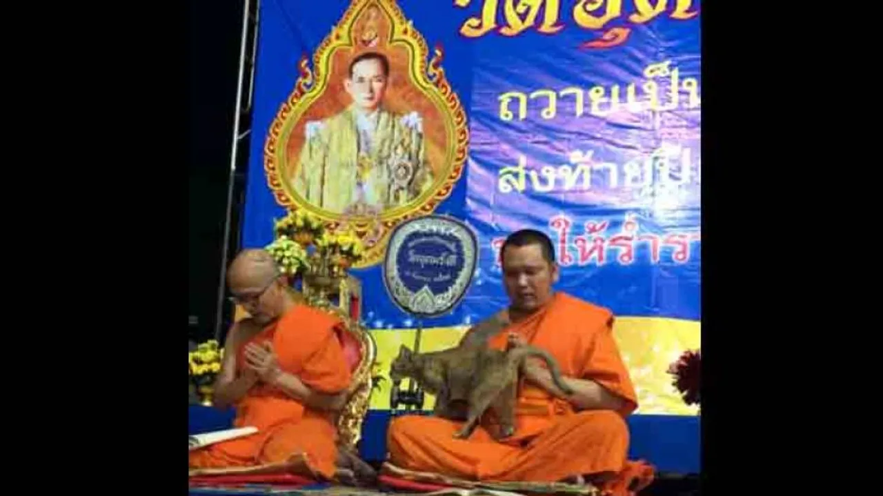 Monk succumbs to ‘cuteness bomb’ in this purrrr-fect video!
