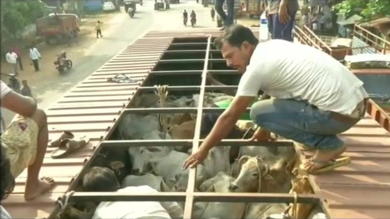 Truck trafficking cattle seized in Bhubaneswar