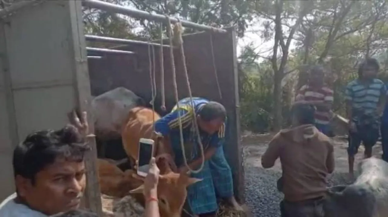 Cattle-laden pickup van seized in Balasore