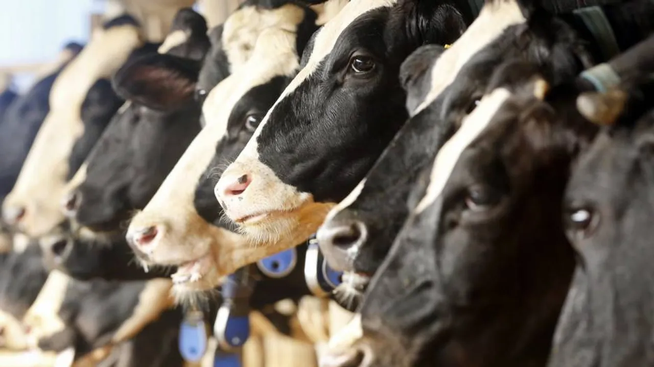 Five thrashed on suspicion of carrying beef in Haryana, over 15 booked
