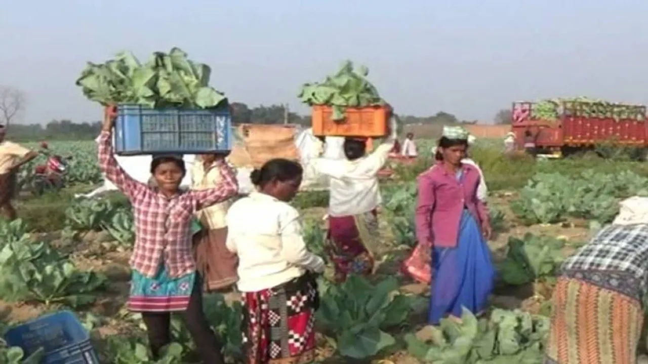 Vegetable farmers in Bargarh in dire conditions over distress sale