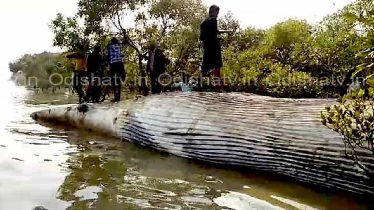 Carcass of 30-ft-long whale found in Odisha's Kendrapara