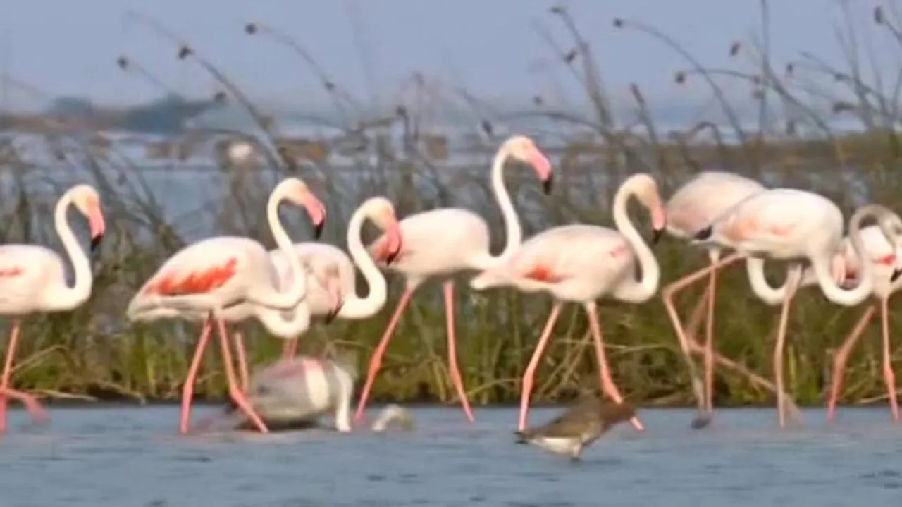 Annual Bird Census Begins In Chilika; 21 Teams Engaged