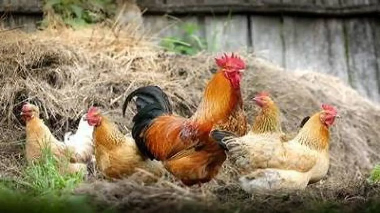 Poultry as bad as red meats for cholesterol, says study