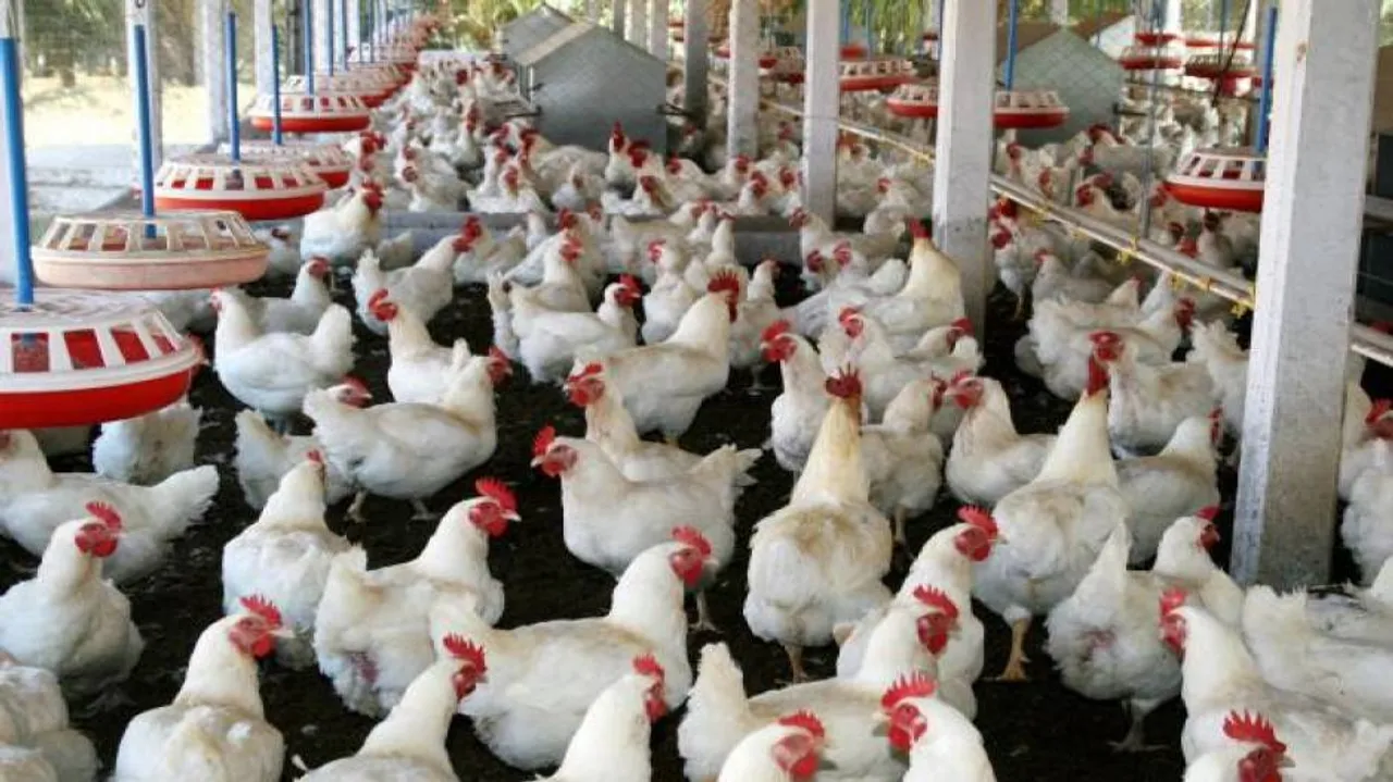 Chicken deaths spark bird flu scare in Odisha