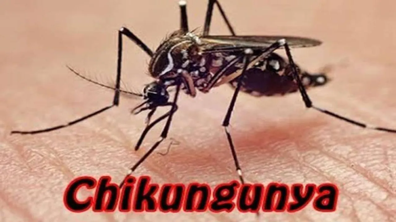 Researchers Develop Tool To Help Check Chikungunya