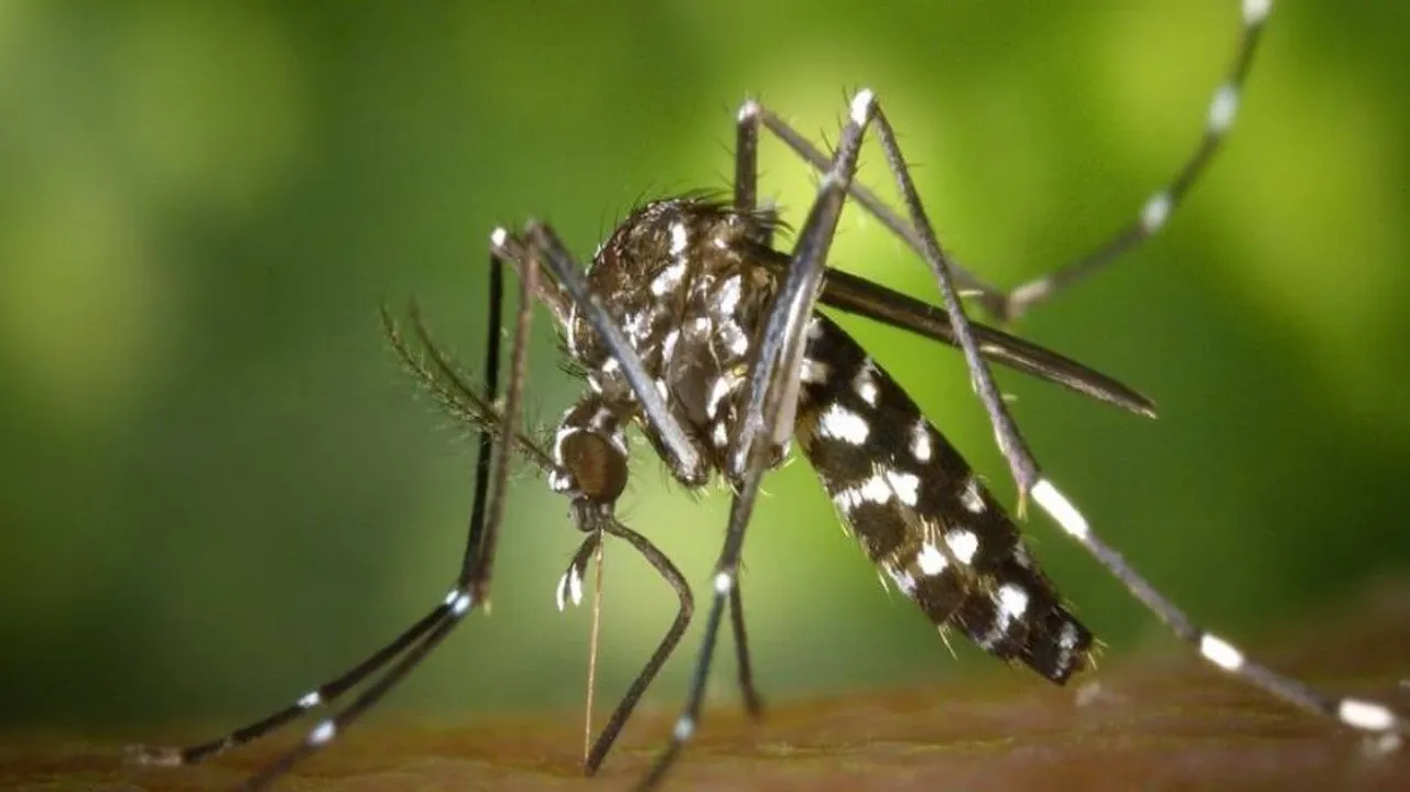 Breakthrough in chikungunya may come from IIT-Roorkee