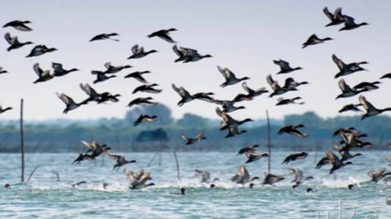 Migratory birds stay put in Chilika despite heat