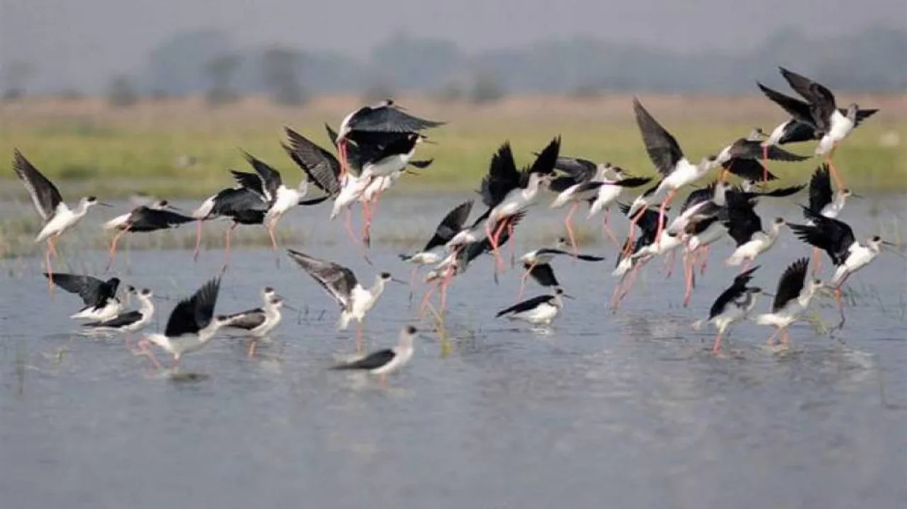 Migratory birds yet to begin homeward journey from Chilika