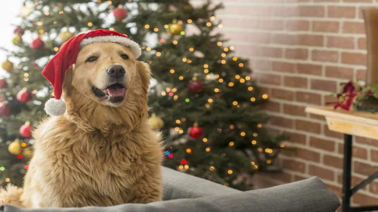 Keep chocolates away from dogs as Christmas season sets in