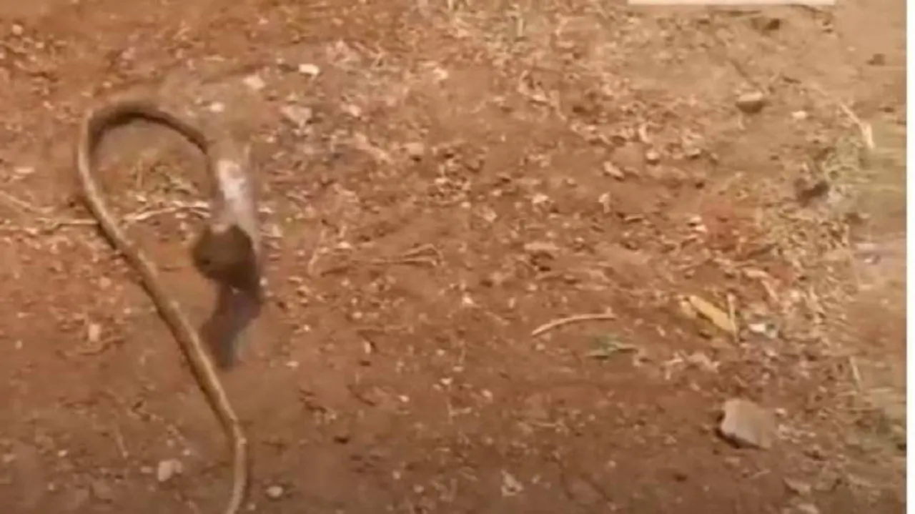 Cobra Stuck Inside Washroom Pipe At Bhubaneswar Airport Rescued