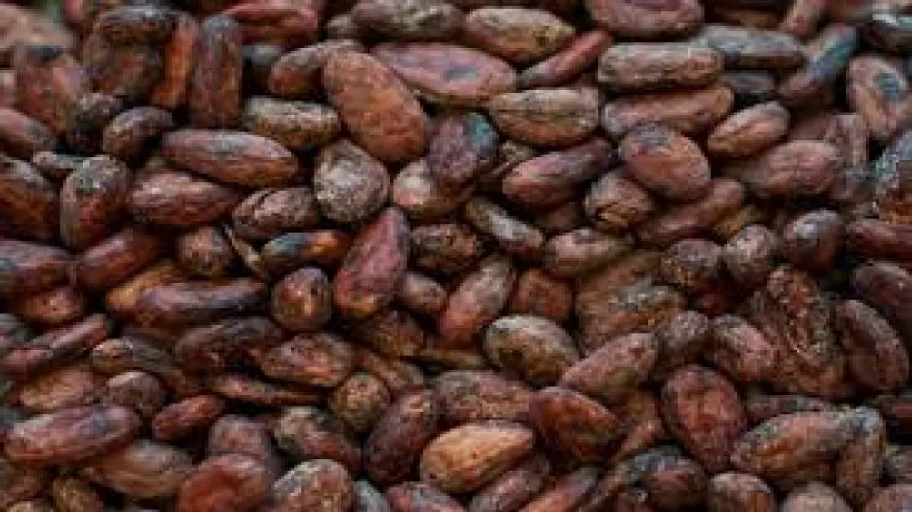 Eating cocoa may boost your Vitamin D intake, says study