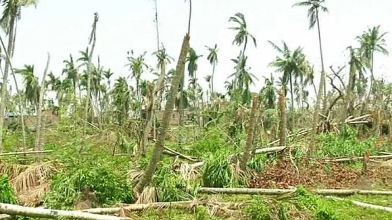 Fani-affected coconut farmers of Puri stare at bleak future