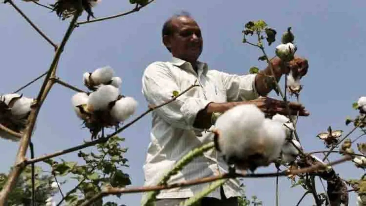 Cotton farmers in Nuapada staring at distress sale