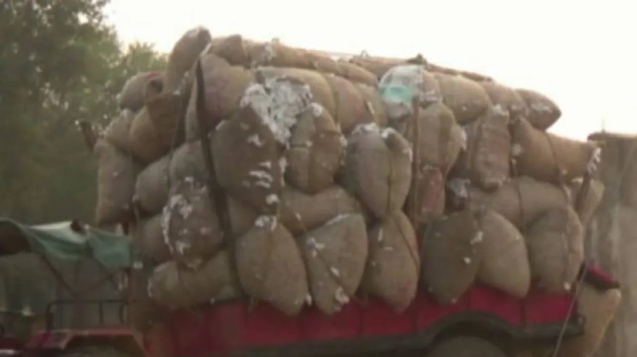 Cotton Farmers Forced To Sell Produce Below MSP In Odisha